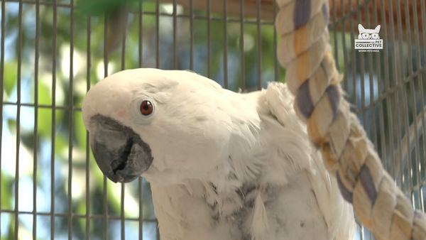 Horário Nobre Animal - Episódio 7