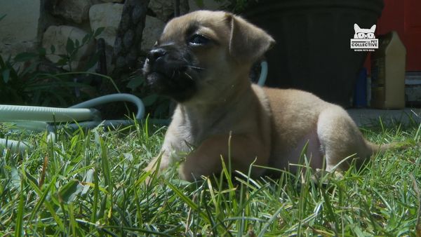 Horário Nobre Animal - Episódio 8