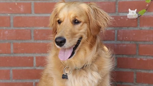 Horário Nobre Animal - Episódio 6