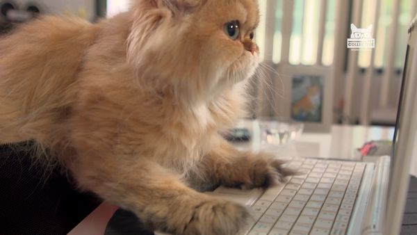 Horário Nobre Animal - Episódio 10