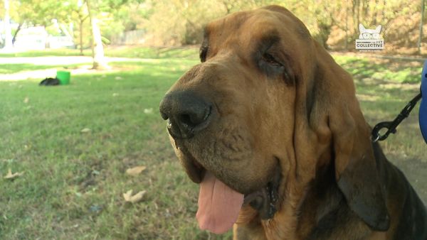 Horário Nobre Animal - Episódio 7