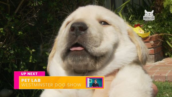 Horário Nobre Animal - Episódio 5