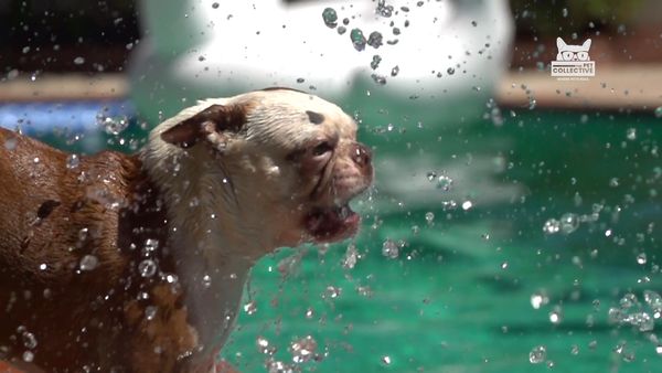 Horário Nobre Animal - Episódio 3