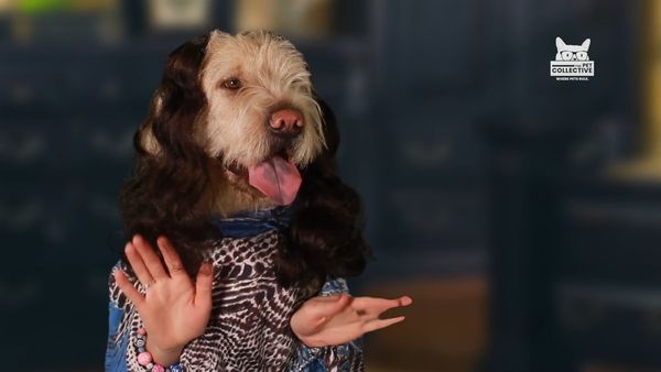 Horário Nobre Animal - Episódio 13