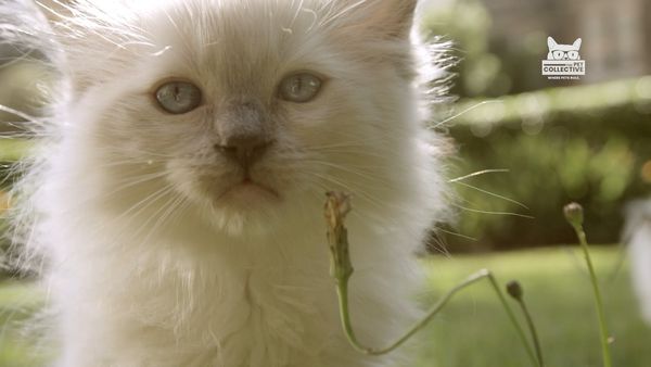 Horário Nobre Animal - Episódio 3