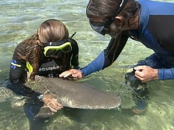 Extreme Contact - Aventura del tiburón limón