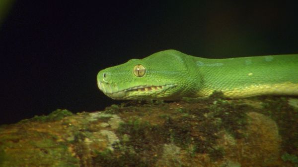 World's Greatest - Jungle Animals