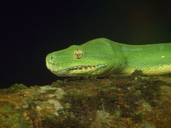 World's Greatest - Jungle Animals