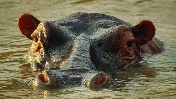 World's Greatest - Wetland Animals