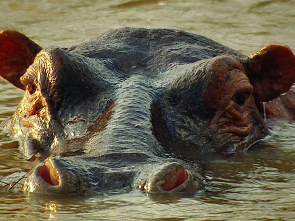 World's Greatest - Wetland Animals