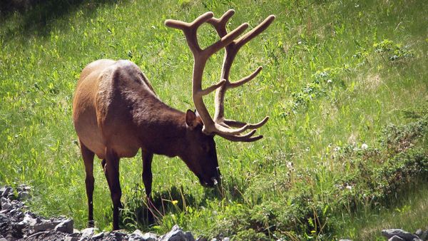 World's Greatest - Forest Animals