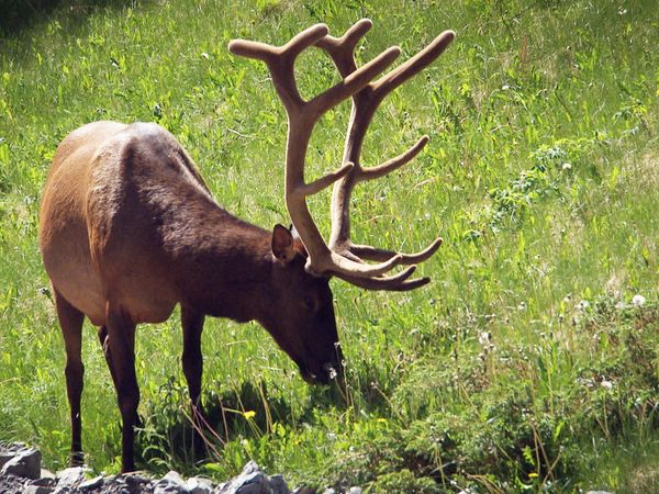 World's Greatest - Forest Animals