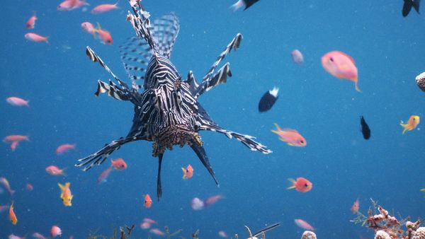 World's Greatest - Ocean Animals