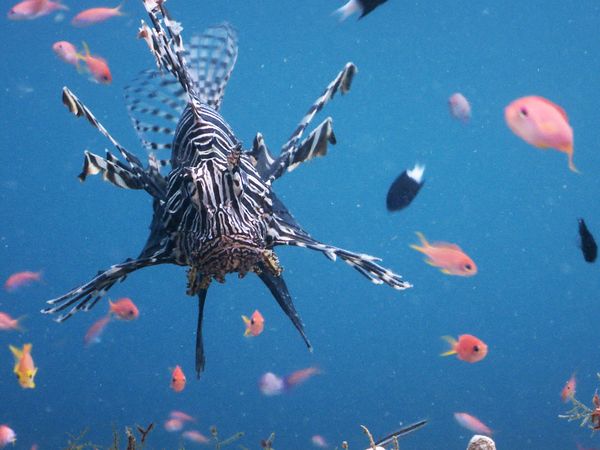 World's Greatest - Ocean Animals