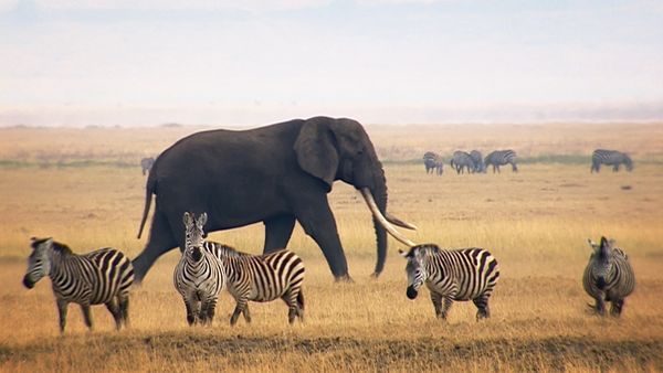 World's Greatest - Grassland Animals