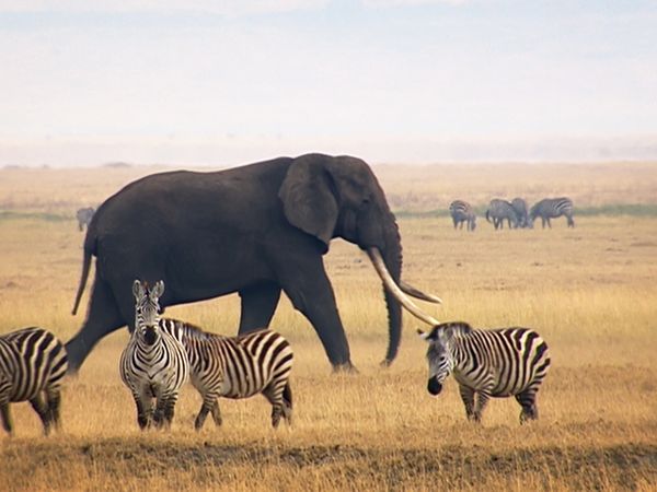 World's Greatest - Grassland Animals