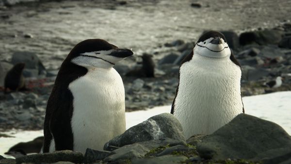 World's Greatest - Extreme Animals