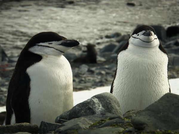 World's Greatest - Extreme Animals