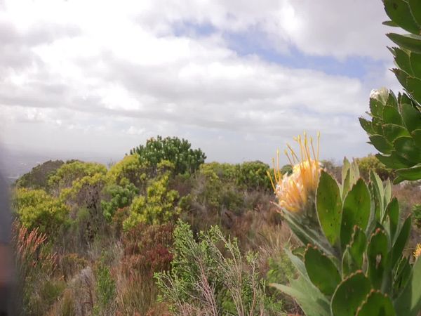 Siyaya - Come Wild With Us - Cliffhanger - Parque Nacional Table Mountain