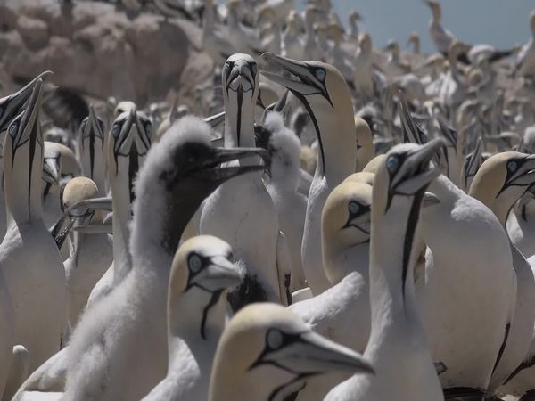 Siyaya - Come Wild With Us - Isla de Los Pájaros de La Bahía de Lambert