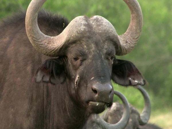Siyaya - Come Wild With Us - En búsqueda de los Siete Grandes - Parte 1: El Jardín del Edén-Parque Nacional Addo