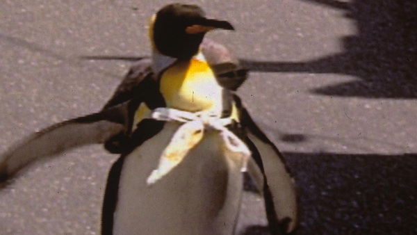 Animals Are People Too! - Características de la criatura