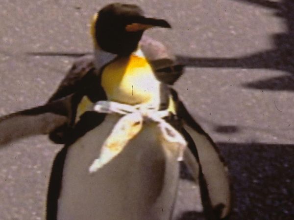 Animals Are People Too! - Características de la criatura