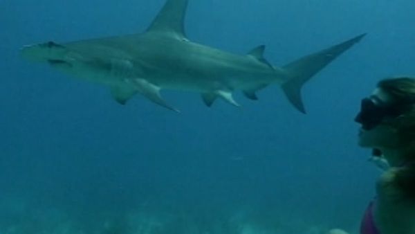Extreme Contact - Bailando con el tiburón "cabeza de martillo"