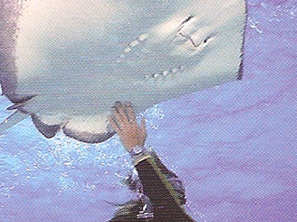 Extreme Contact - Bailando con el tiburón "cabeza de martillo"
