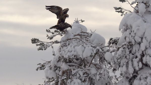 Wild Baltic - Enchanted Forests and Moors