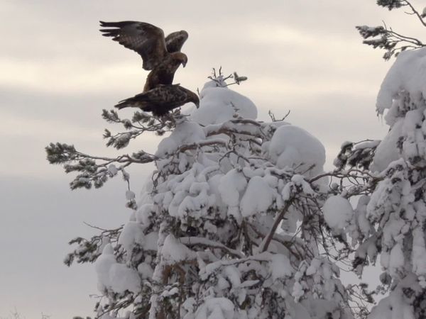 Wild Baltic - Enchanted Forests and Moors