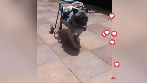 Mascotas de Película - Mascotas De Película