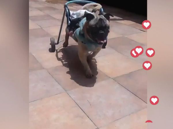 Mascotas de Película - Mascotas De Película