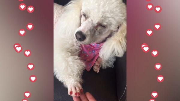 Mascotas con Glamour - Episodio 2