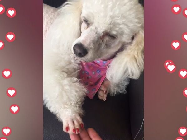 Mascotas con Glamour - Episodio 2
