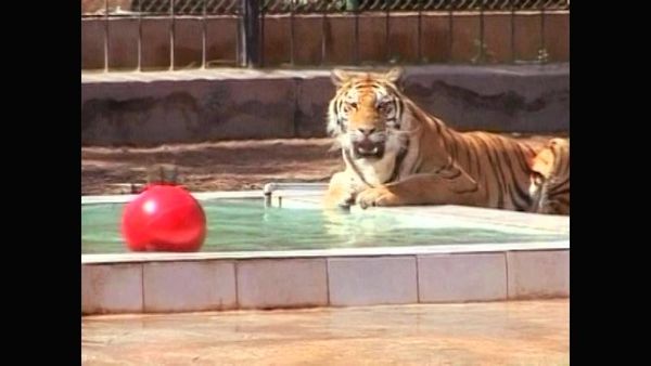 Zoo Babies - Sumatran Tiger Cubs