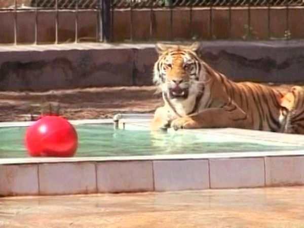 Zoo Babies - Sumatran Tiger Cubs