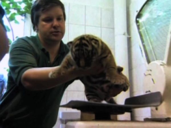 Zoo Babies - German Zoo