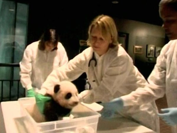 Zoo Babies - Toronga Zoo - Sydney