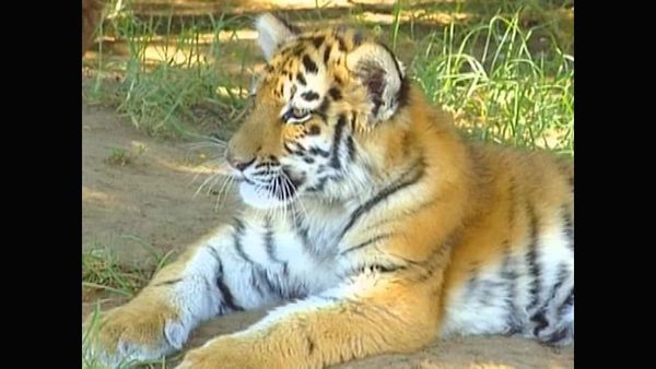 Zoo Babies - Zoological Gardens