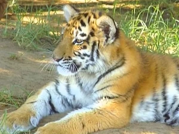 Zoo Babies - Zoological Gardens