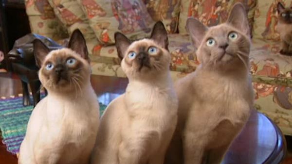 Animal Attractions - Pick of the Litter