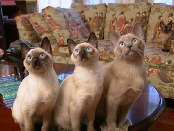 Animal Attractions - Pick of the Litter