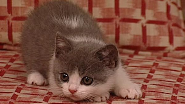 Animal Attractions - British Shorthairs