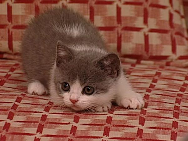 Animal Attractions - British Shorthairs