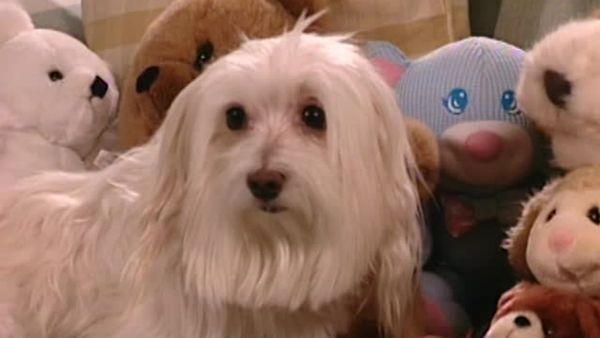 Animal Attractions - Maltese