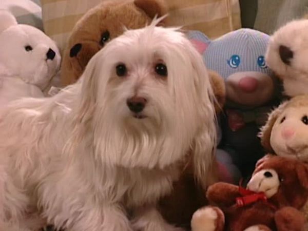 Animal Attractions - Maltese
