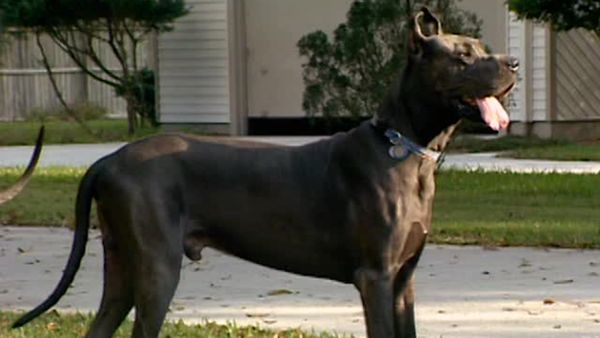 Animal Attractions - Great Danes
