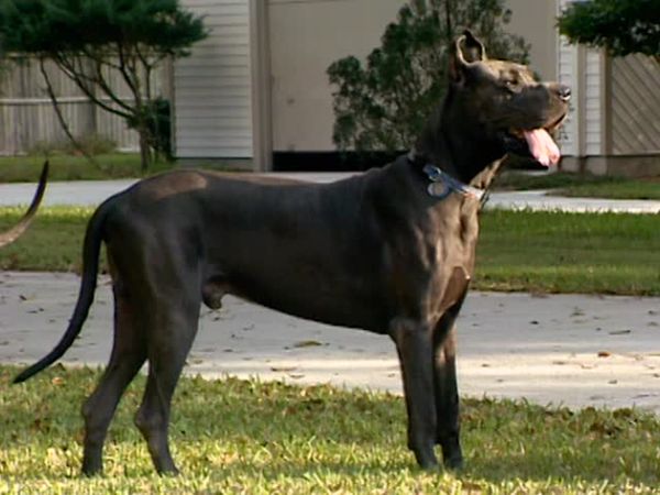 Animal Attractions - Great Danes