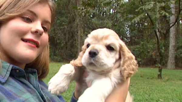 Animal Attractions - Cocker Spaniels